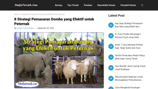 https://mediaternak.com/strategi-pemasaran-domba/