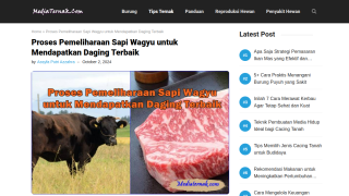 https://mediaternak.com/proses-pemeliharaan-sapi-wagyu/