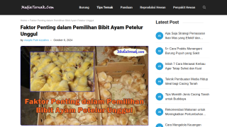 https://mediaternak.com/faktor-pemilihan-bibit-ayam-petelur-unggul/